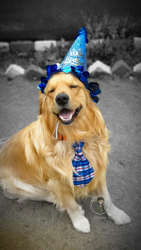 Golden retriever birthday cake sale