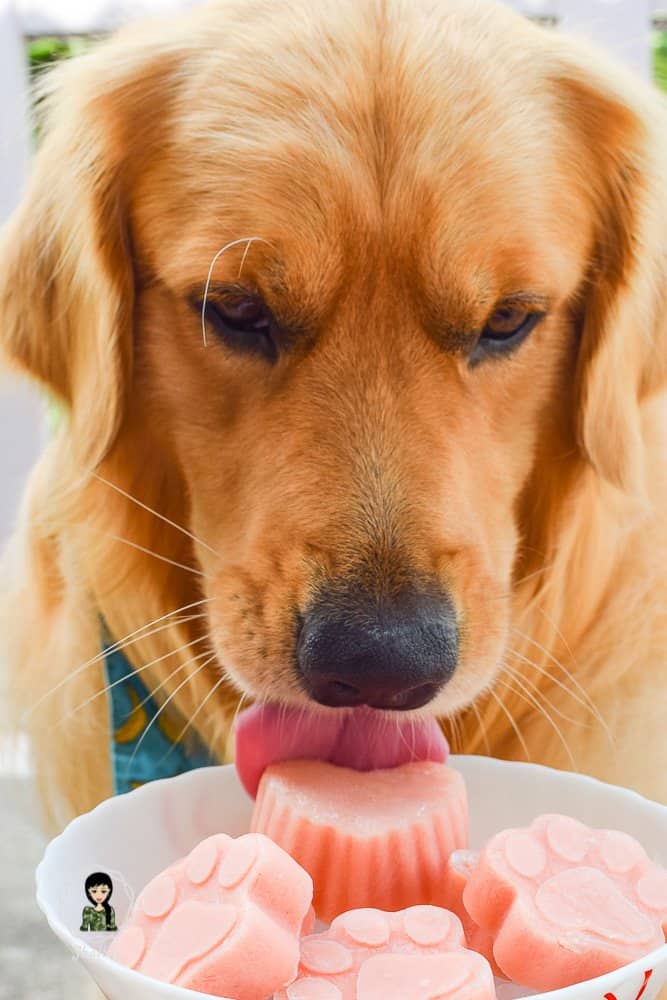 Dog Popsicles - The Almond Eater